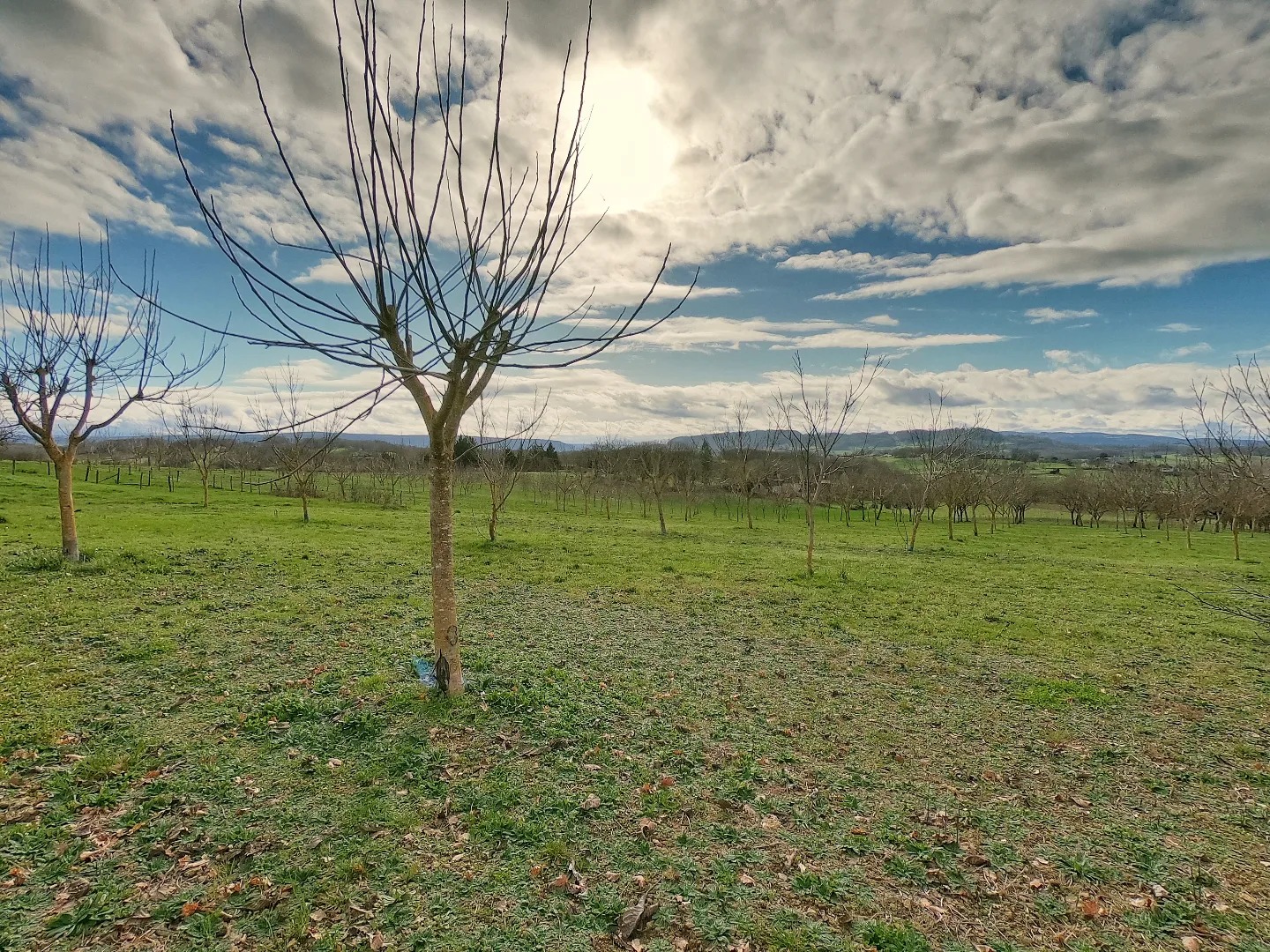 Noix Corrèze